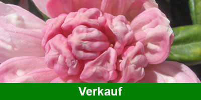 Verkauf
