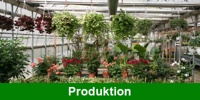 Produktion